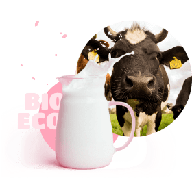 cow & milk